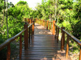 Boardwalk through the mangroves