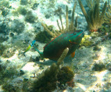 male Stoplight Parrotfish - Sparisoma viride