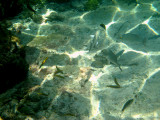 Bluehead - Thalassoma bifasciatum (immature Wrasses)