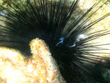 Atlantic Long-spined Sea Urchin - Diadema antillarum
