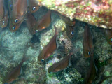 Glassy Sweeper - Pempheris schomburgkii