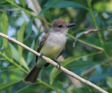 Brown-crested Flycatcher - Myiarchus tyrannulus