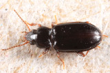 Tachyta parvicornis