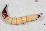 Xylophagus reflectens larva