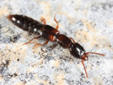 Atrecus megacephalus
