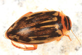 Coptotomus longulus