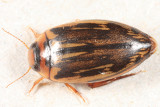 Coptotomus longulus