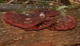 Ganoderma lucidum