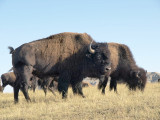Bison
