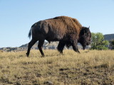 Bison