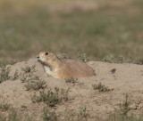 Prairie Dog Town
