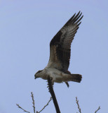 Osprey_male