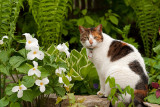 Cat Amongst the Trilliums
