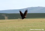 MONGOLIA 6 TSENKHER RASHAAN IMG_9555-3.jpg