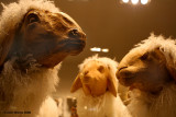Posh Sheep - for Johnny JAG!
