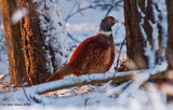Pheasant and Snow