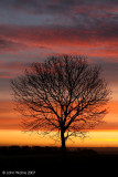 Tree At Dawn