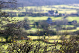 Looking Over The Hedge