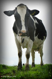 Stroppy Cow