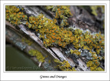 Lichen on Branch