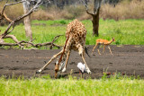 Maasai Giraffe