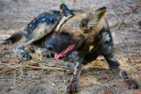 African Hunting Dog