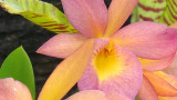 Violet/Yellow Orchid