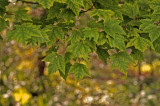 Rogonar S Maple Bokeh 8241.jpg