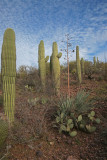 Century Plant  Saguaros 00827.jpg