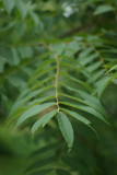 Walnut Leaf No Tilt 2713.jpg