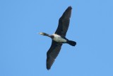 Great Cormorant - Phalacrocorax carbo - Aalscholver
