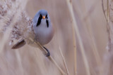 Reedling