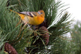 Baltimore Oriole - Icterus galbula