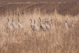 Common Cranes - Grus grus