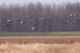 Common Cranes - Grus grus