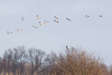 Common Cranes - Grus grus