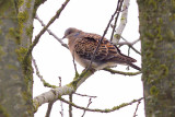 Oriental Turtle Dove - Streptopelia orientalis meena