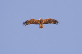 Imperial Eagle - Aquila heliaca