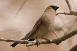 Desert Finch - Rhodospiza obsoleta