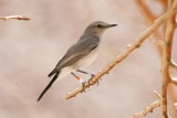 Blackstart - Cercomela melanura