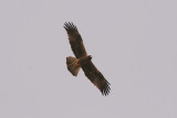 Booted Eagle - Aquila pennatus
