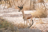 Dorcas Gazelle - Gazella dorcas