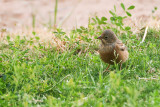 Cretzschmar's Bunting - Emberiza caesia