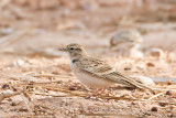 Short-toed Lark - Emberiza brachydactyla