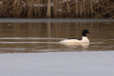 Goosander - Mergus merganser