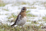 Fieldfare - Turdus pilaris