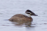 White-headed Duck - Oxyura leucocephala