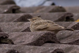 Crested Lark - Gallerida cristata