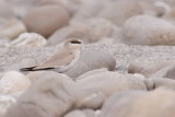 Small Pratincole - Glareola lactea