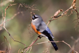 Grey-headed Bullfinch - Pyrrhula erythaca